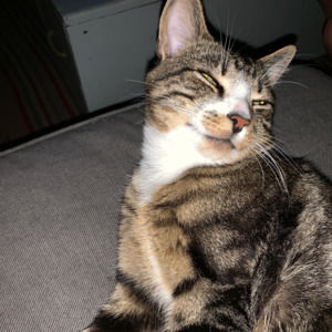 Meet your Posher, Frankie